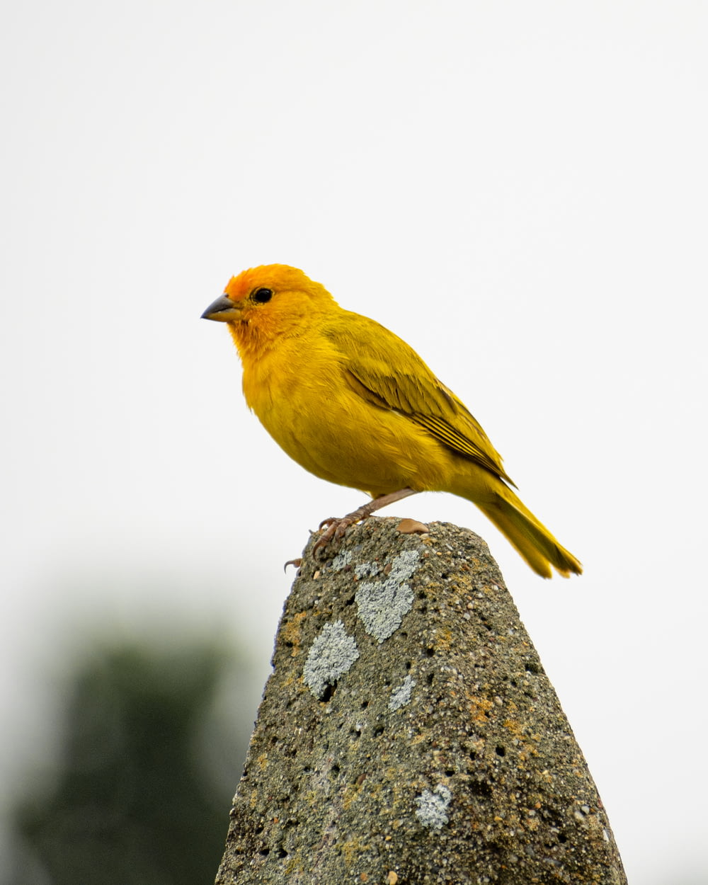 a yellow bird sitting on top of a rock