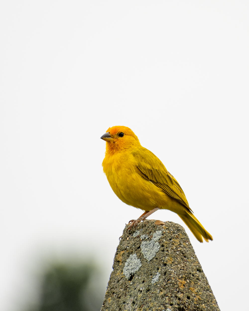 a yellow bird sitting on top of a rock
