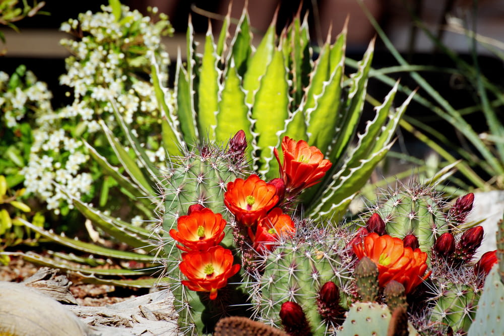 ein Kaktus mit roten Blüten und grünen Blättern