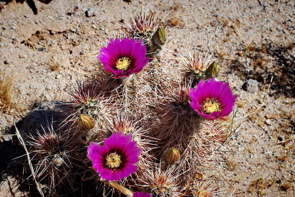 Eine Gruppe lila Blumen sitzt auf einer Wüste
