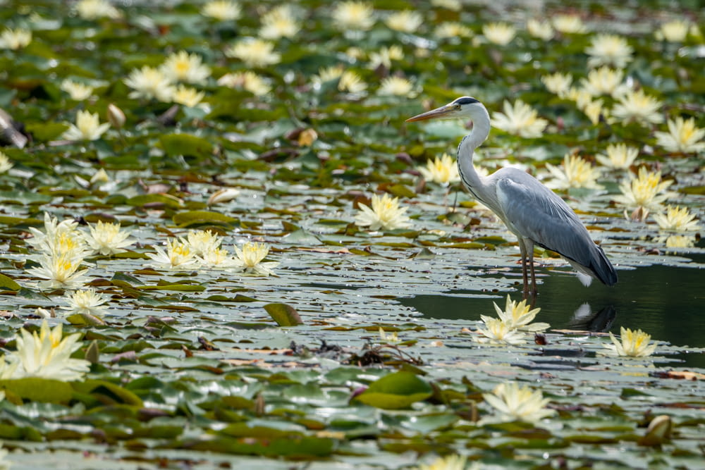 a bird is standing in the water surrounded by lily pads