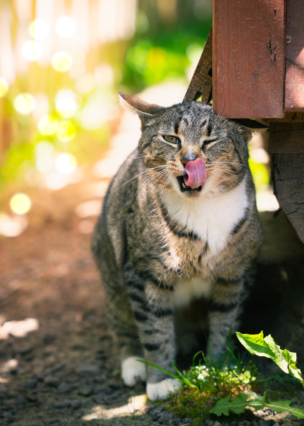 a cat with its tongue hanging out standing next to a bench