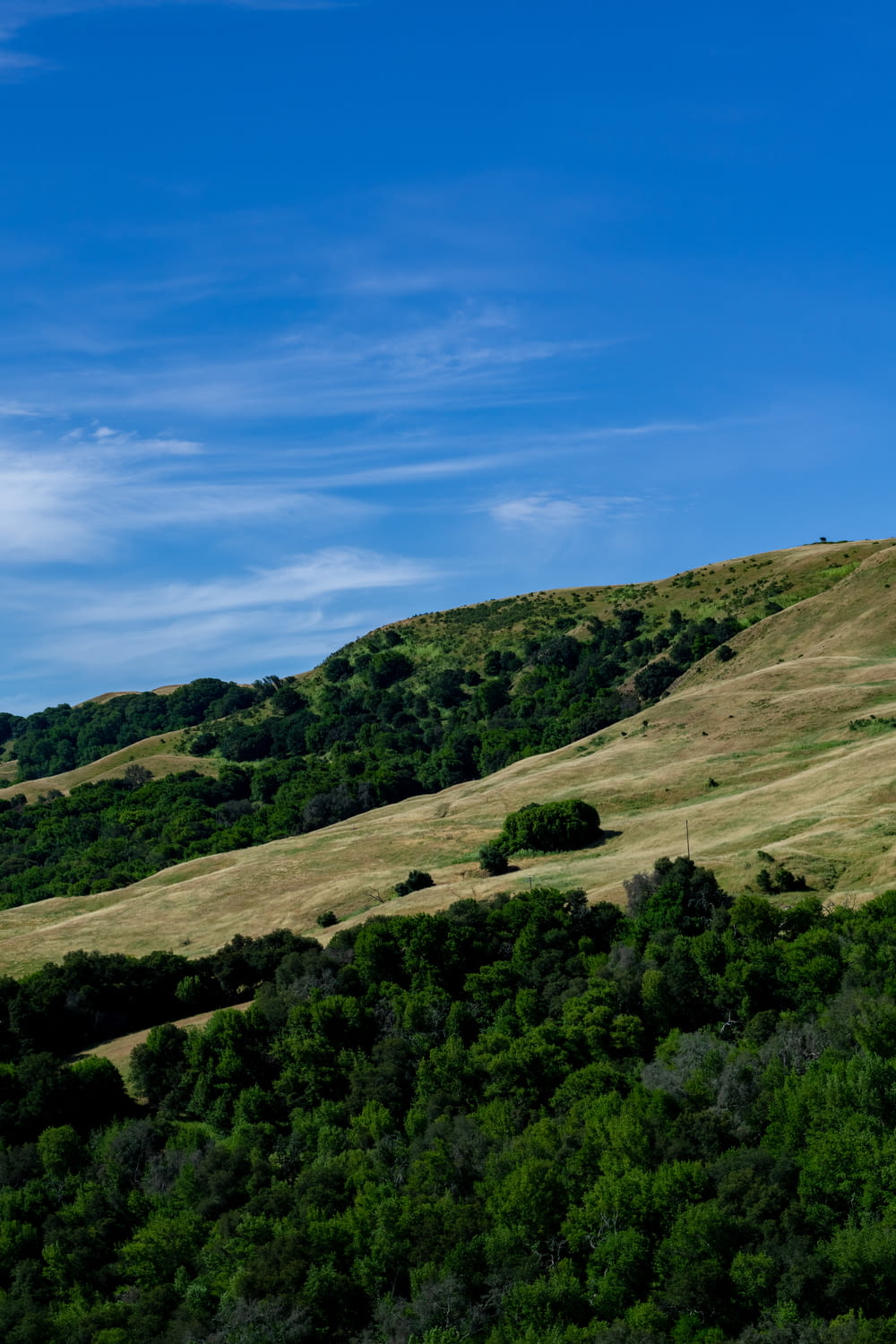 Ein mit Gras und Bäumen bedeckter Hügel unter blauem Himmel