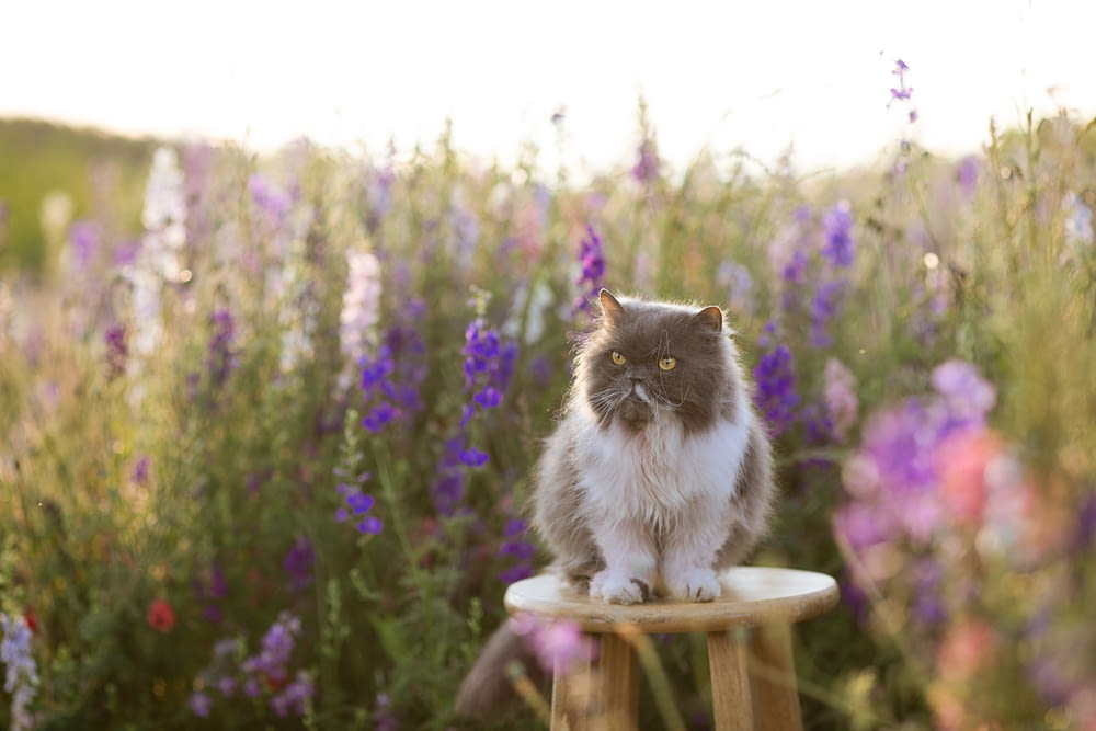 꽃밭의 나무 의자 위에 앉아 있는 고양이