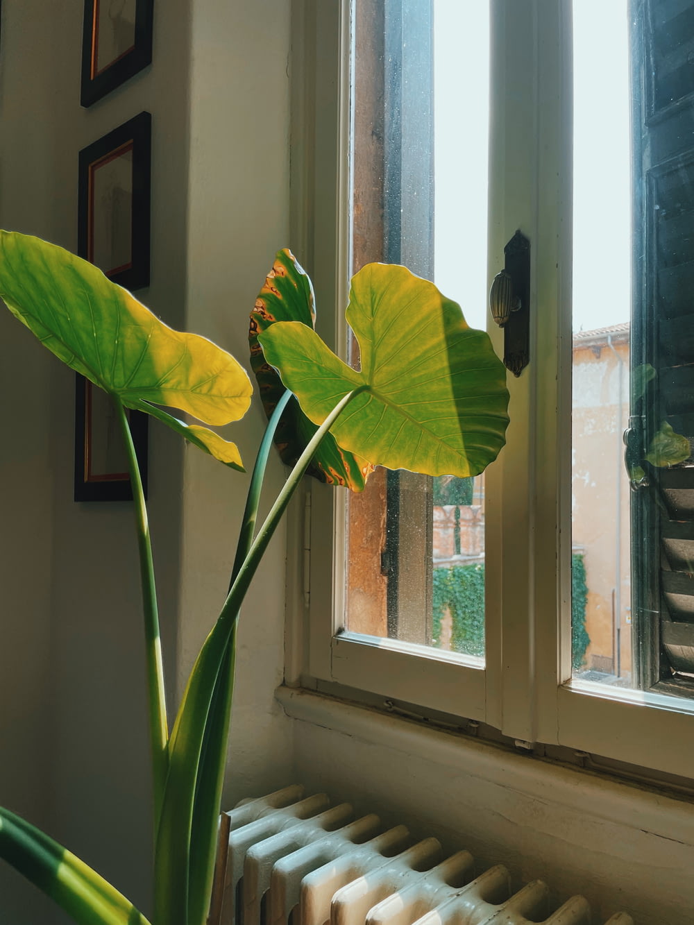 a large green plant sitting in front of a window