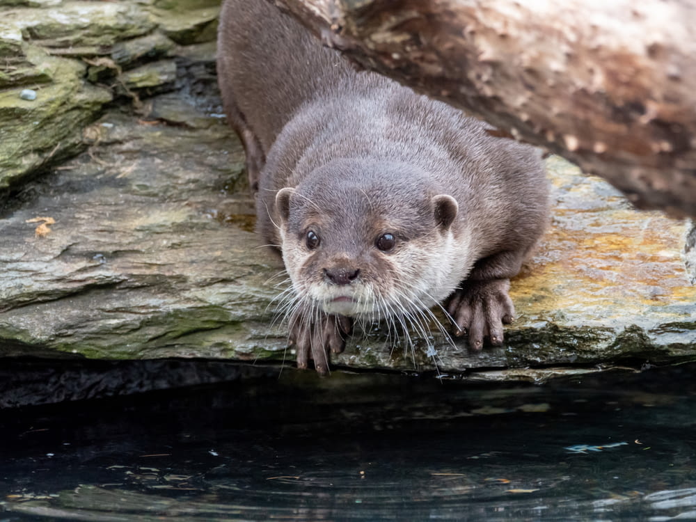 an otter is standing on a rock near a body of water