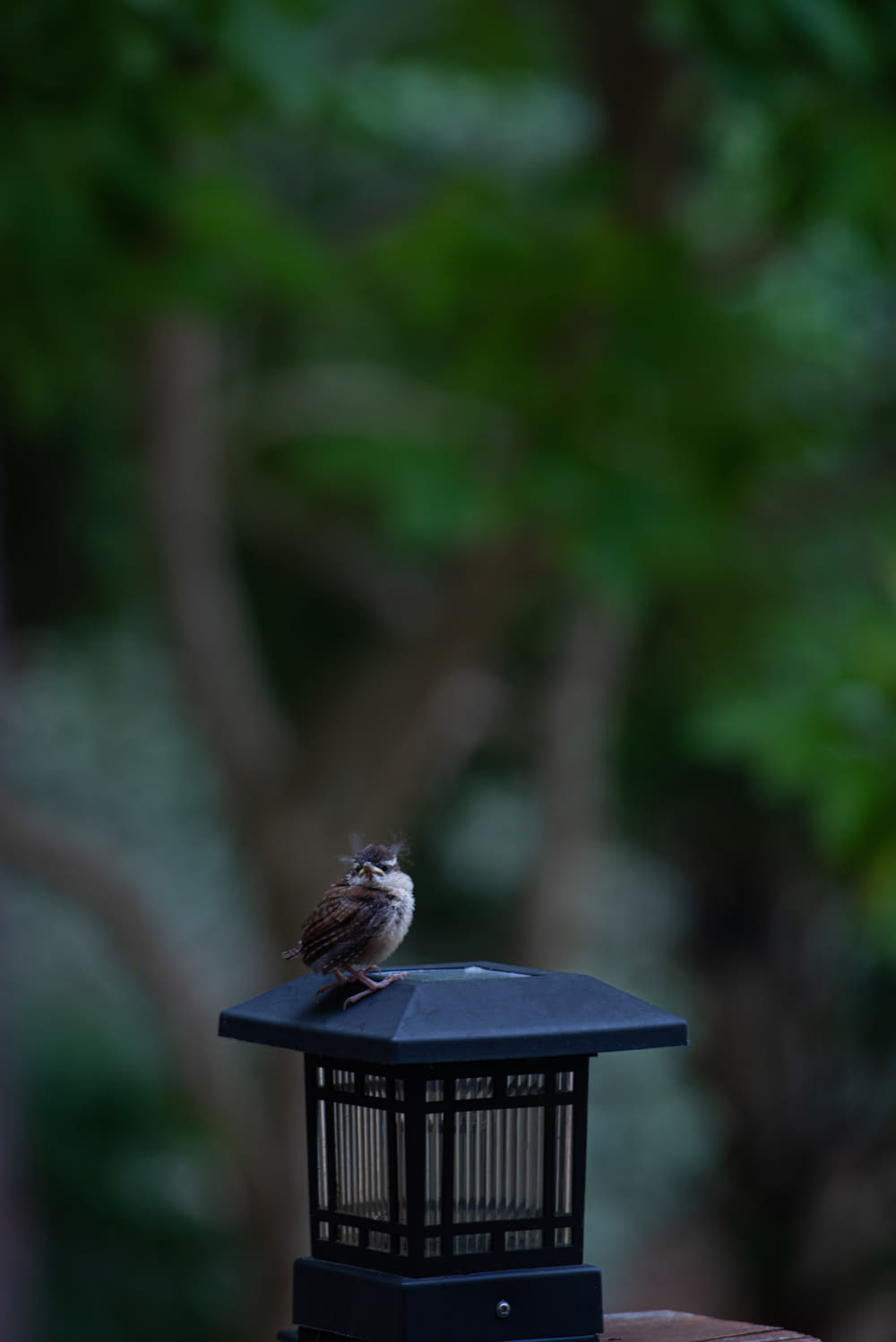a small bird sitting on top of a bird feeder
