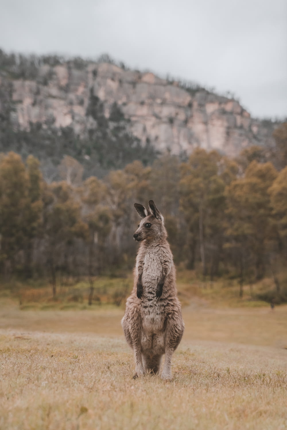 a kangaroo standing on its hind legs in a field