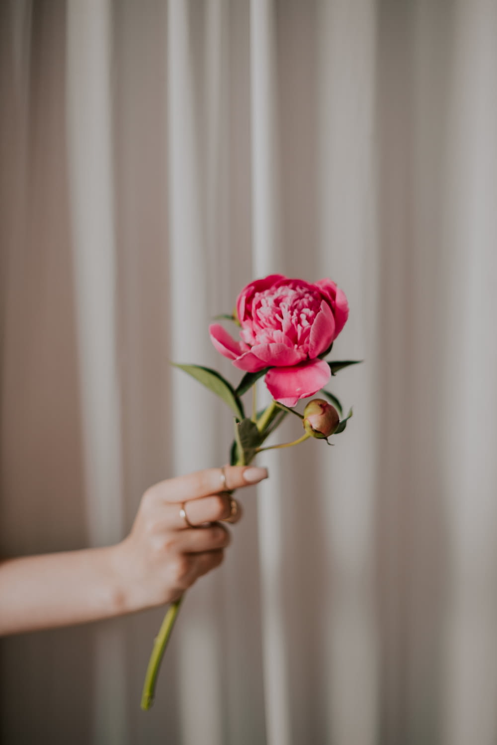 a person holding a pink flower in their hand