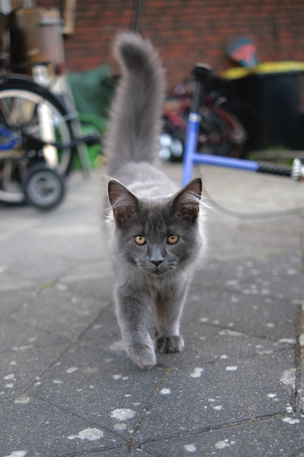 a grey cat walking down a sidewalk next to a bike