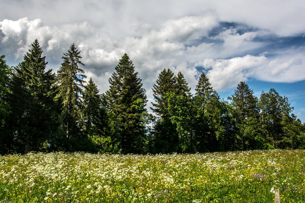 a field full of flowers and trees under a cloudy sky