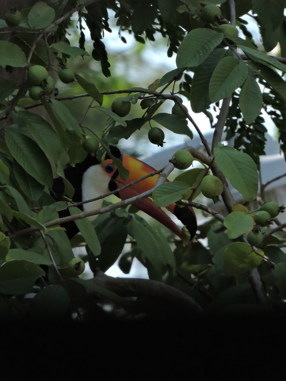 a toucan sitting on a branch of a tree