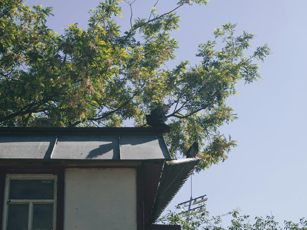 a bird sitting on top of a roof next to a tree
