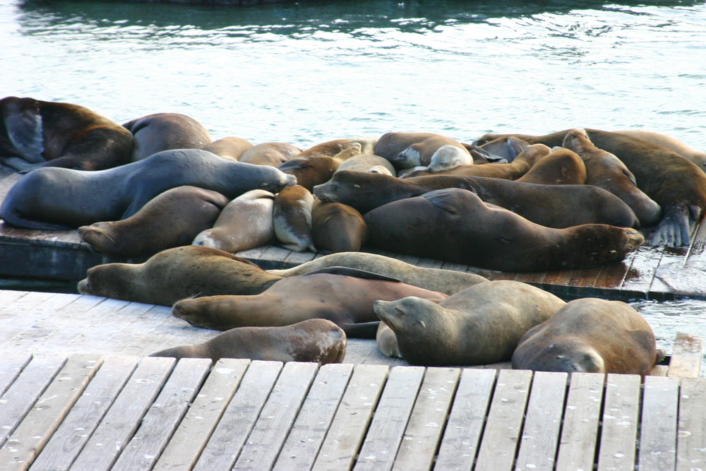 Eine Gruppe Seelöwen ruht sich auf einem Dock aus