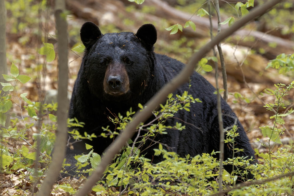 a black bear is sitting in the woods