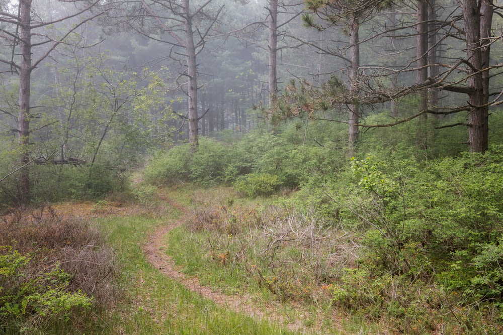a trail in the middle of a forest on a foggy day