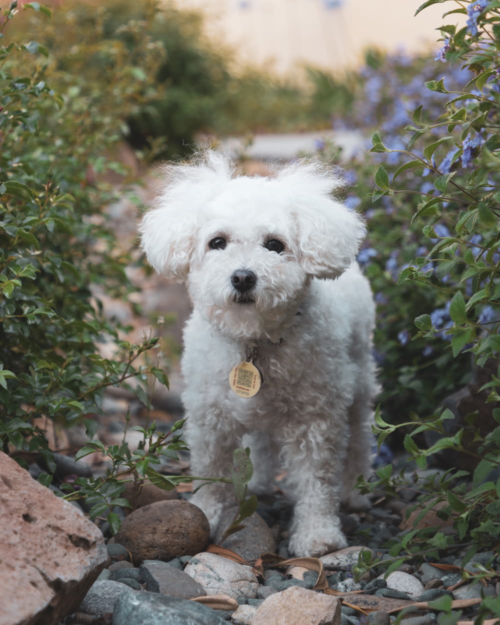 un petit chien blanc debout au sommet d’un sol rocheux