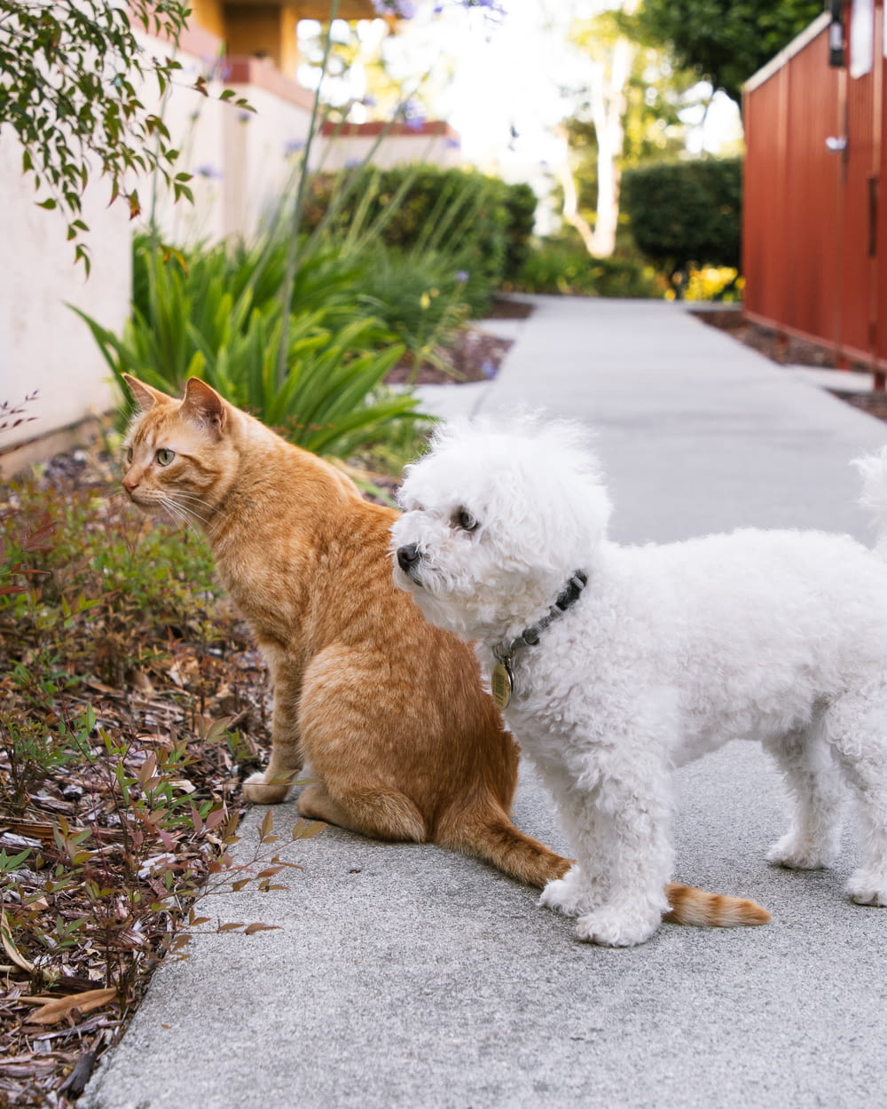 a cat and a dog standing on a sidewalk