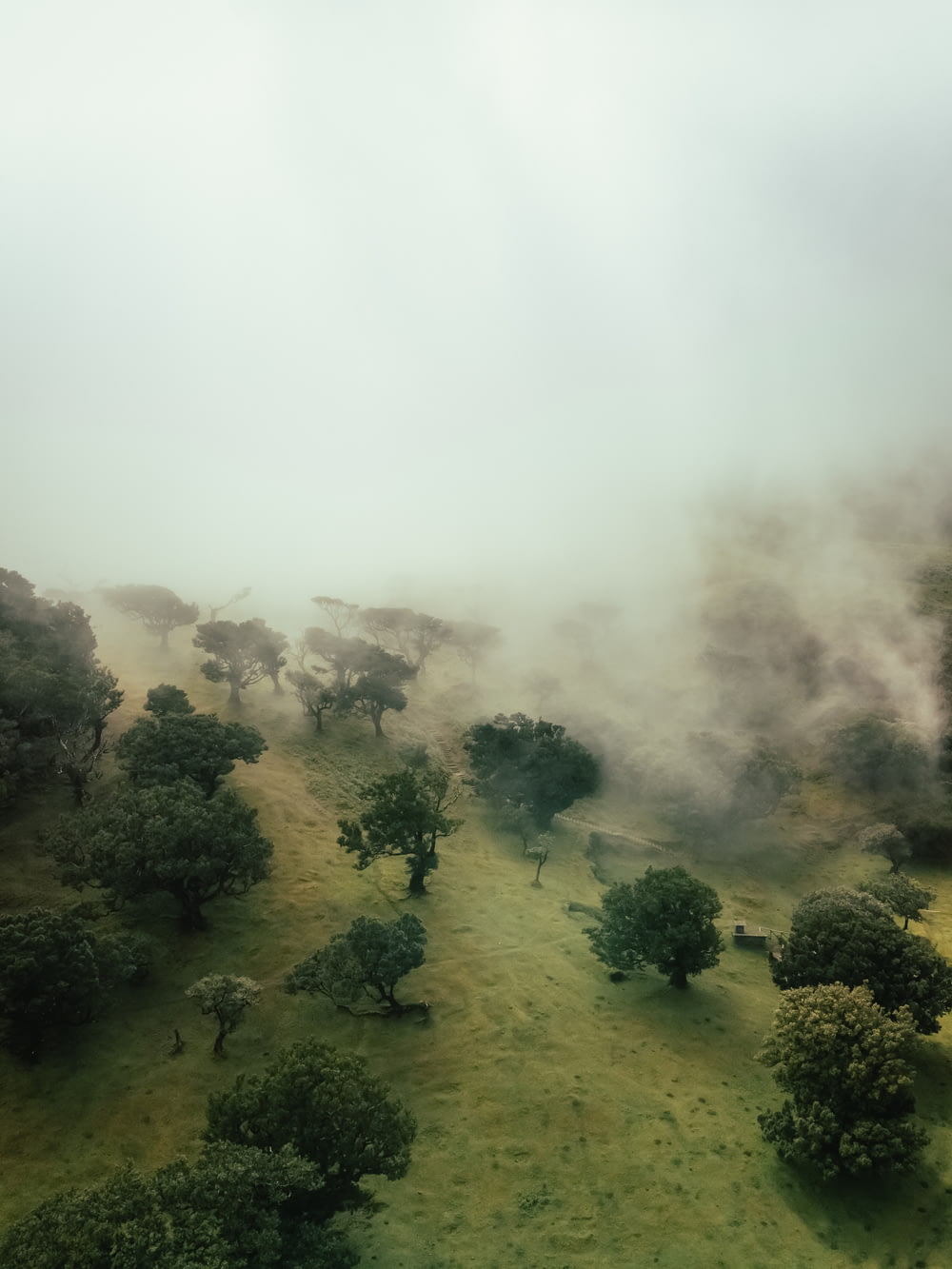 an aerial view of a foggy field with trees