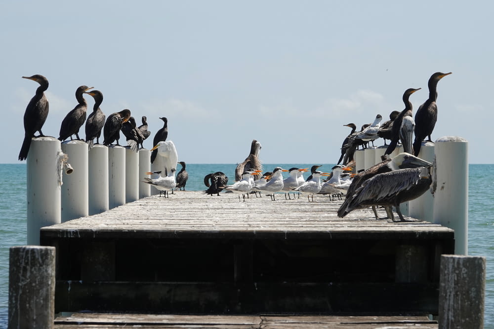 a group of birds on a pier
