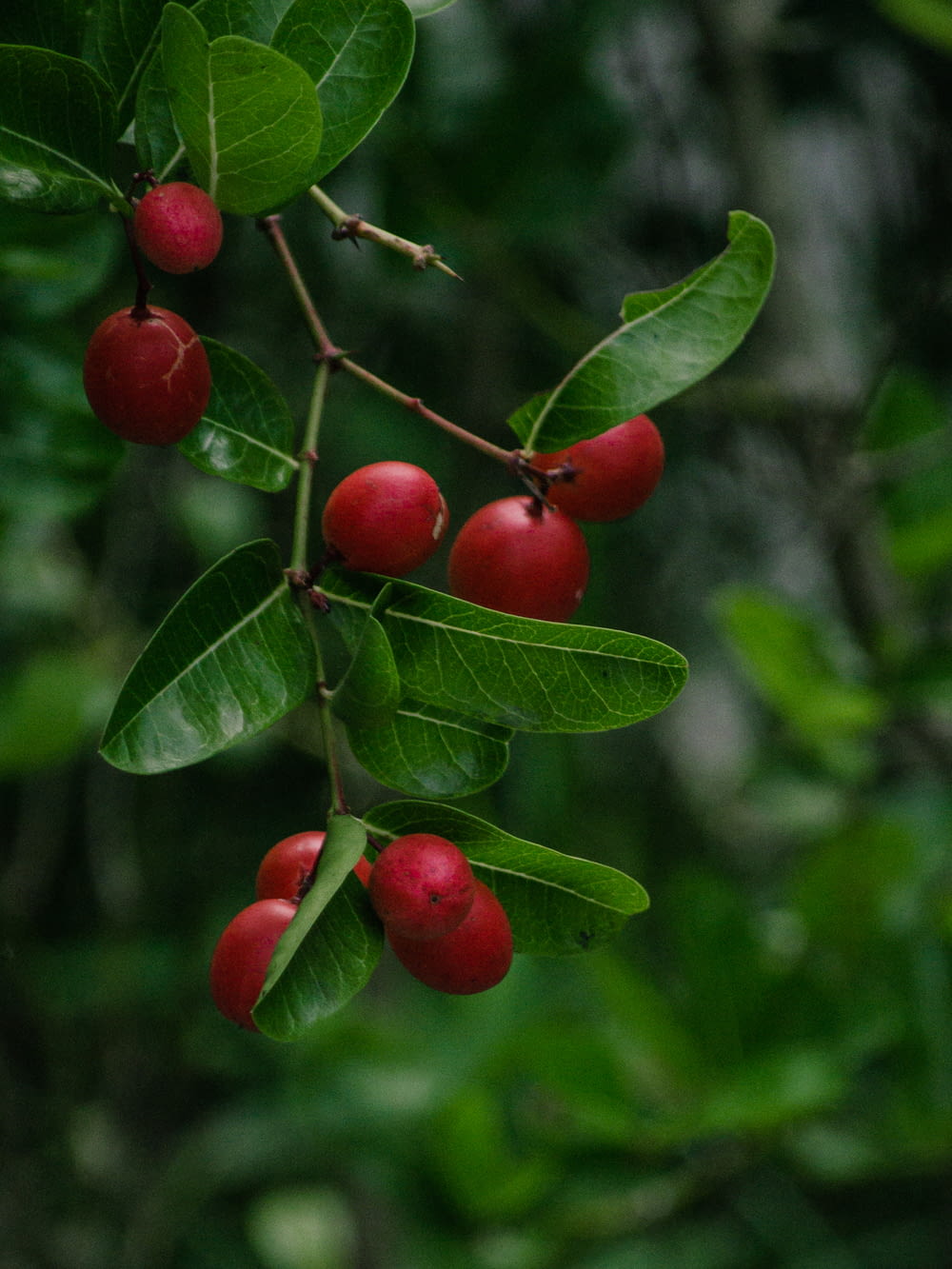 a group of red berries on a tree
