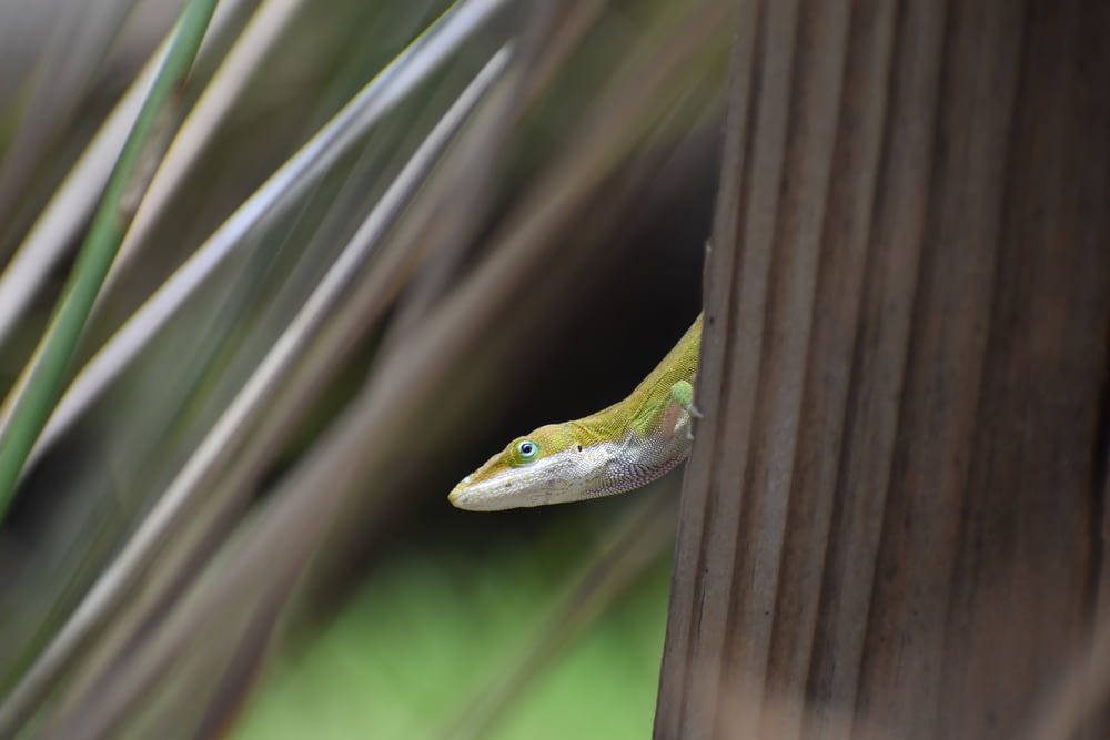 a green snake on a wood surface