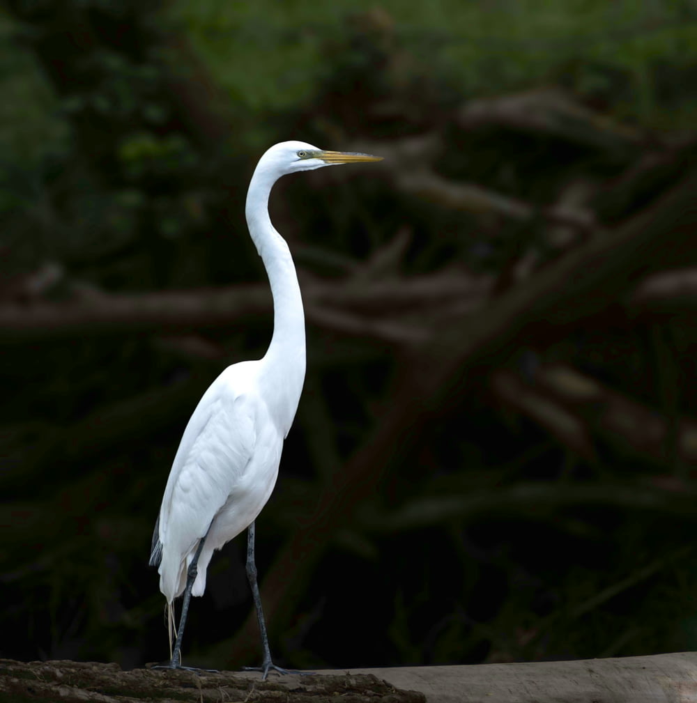 a white bird standing on a log