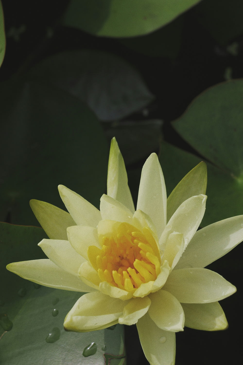 a white flower in a pond