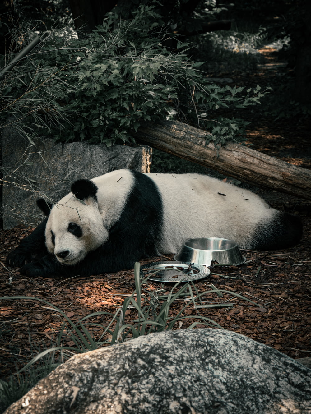 a panda eating from a bowl