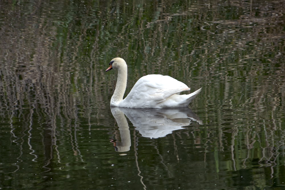 a couple swans in a pond