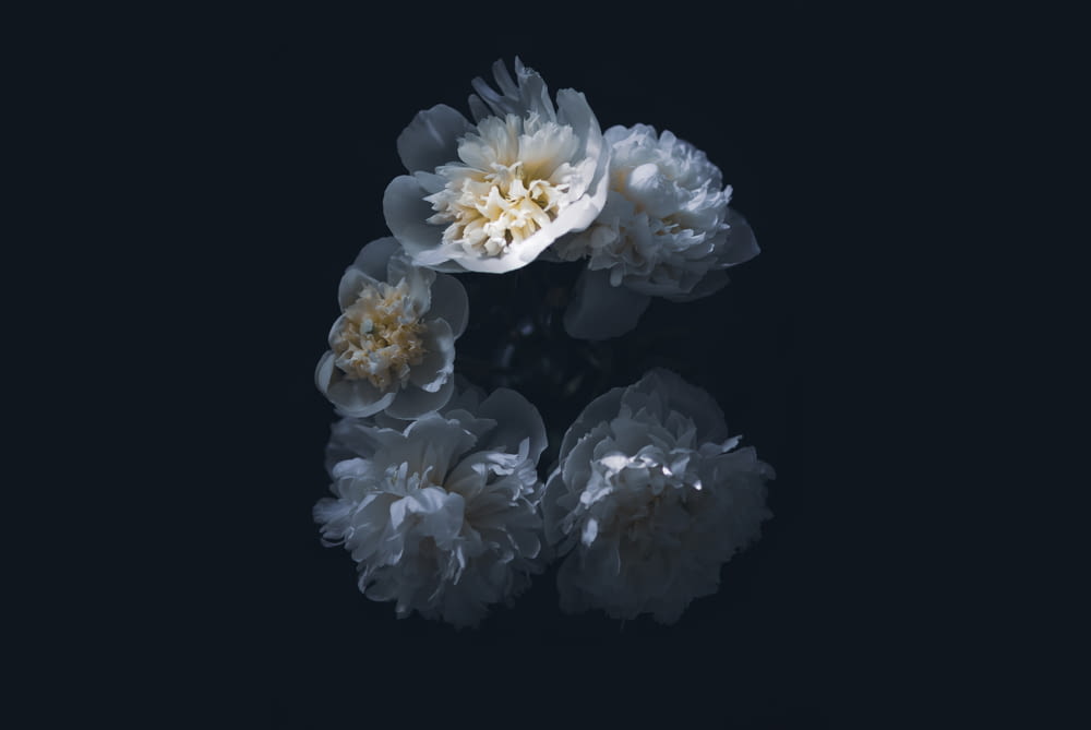 흰 꽃의 그룹