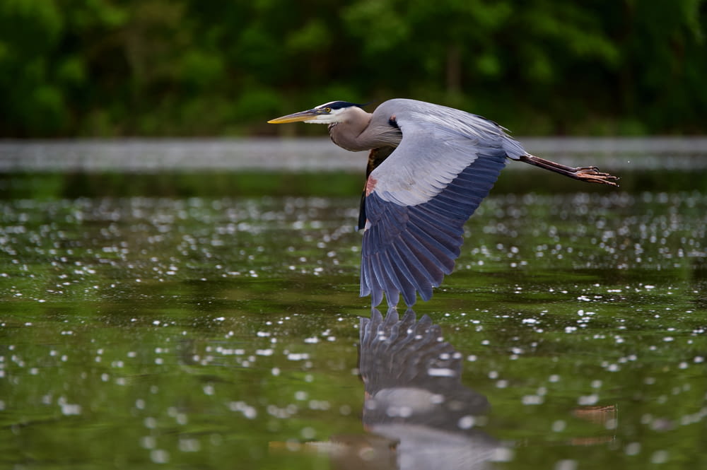 Un pájaro volando sobre el agua