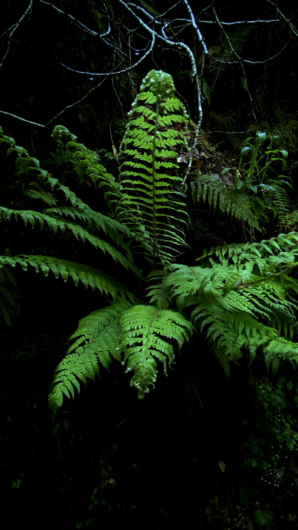 a group of ferns in a forest