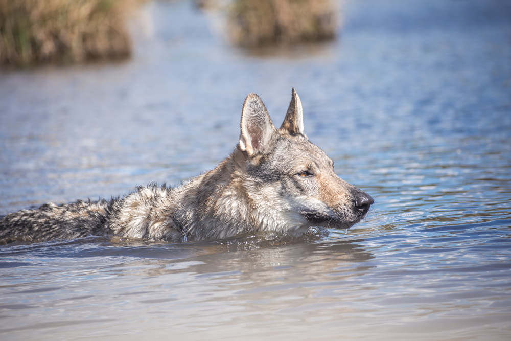 a wolf swimming in water