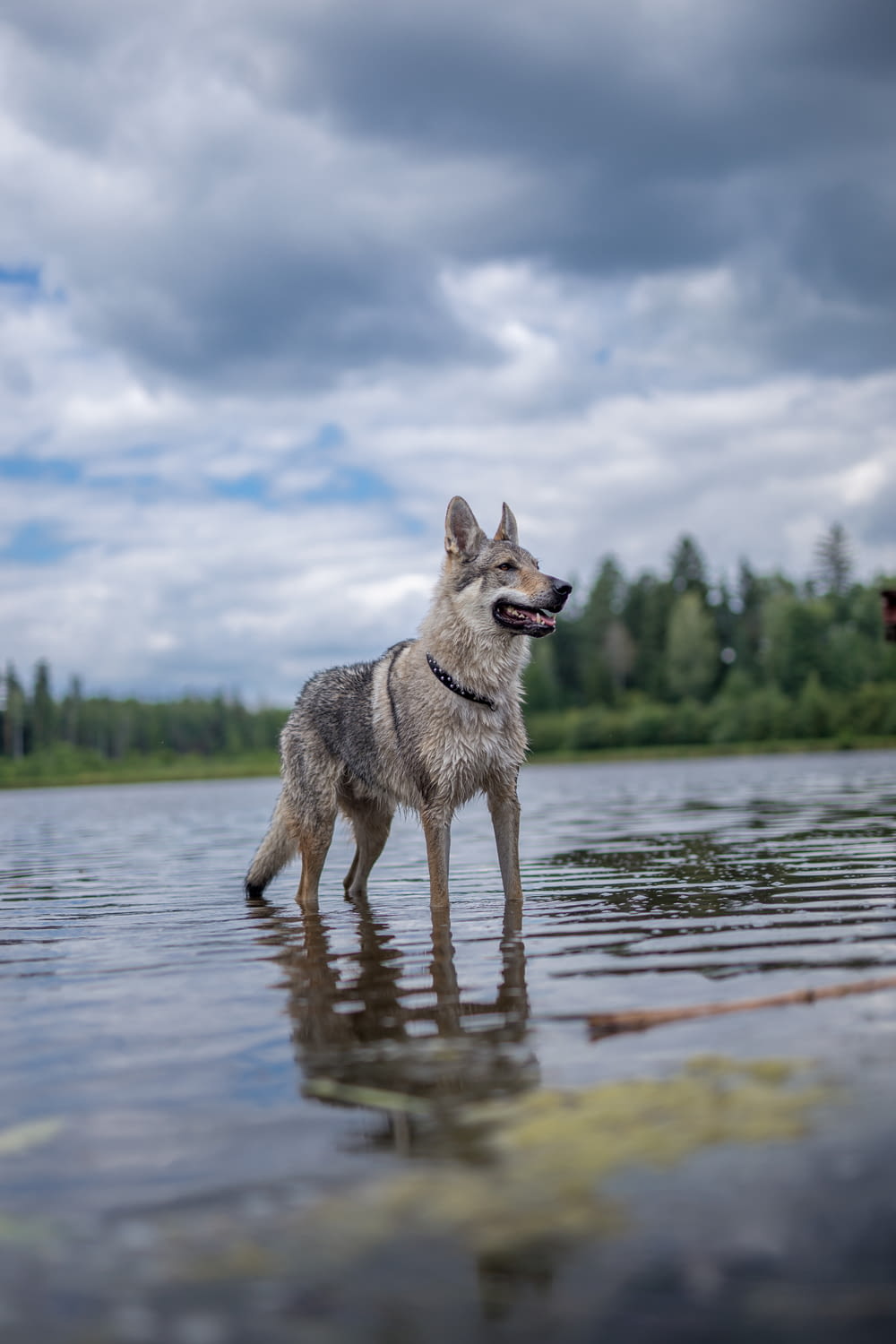 Un cane in piedi nell'acqua