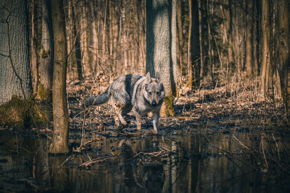 a wolf walking in a swamp