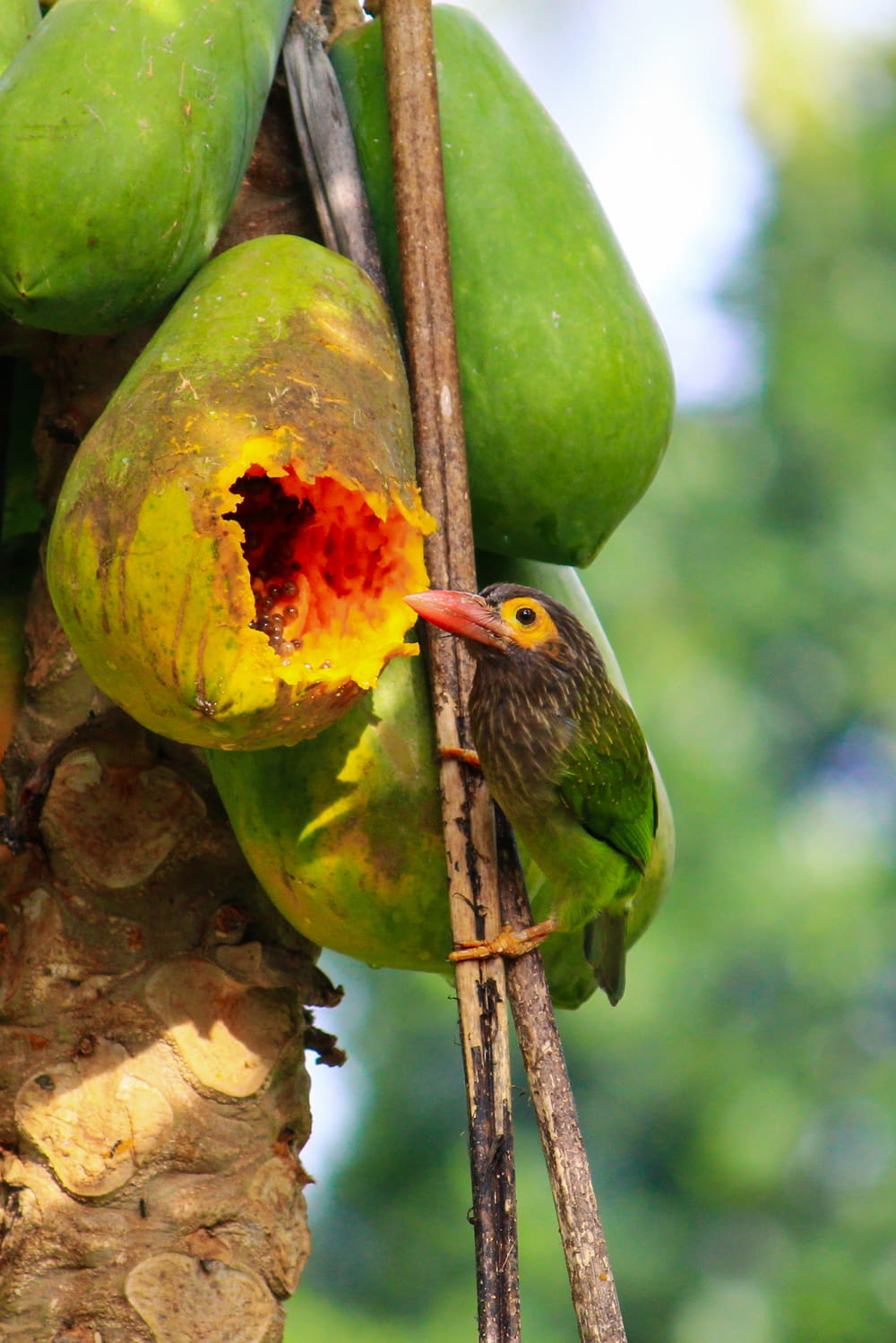 a bird eating a fruit