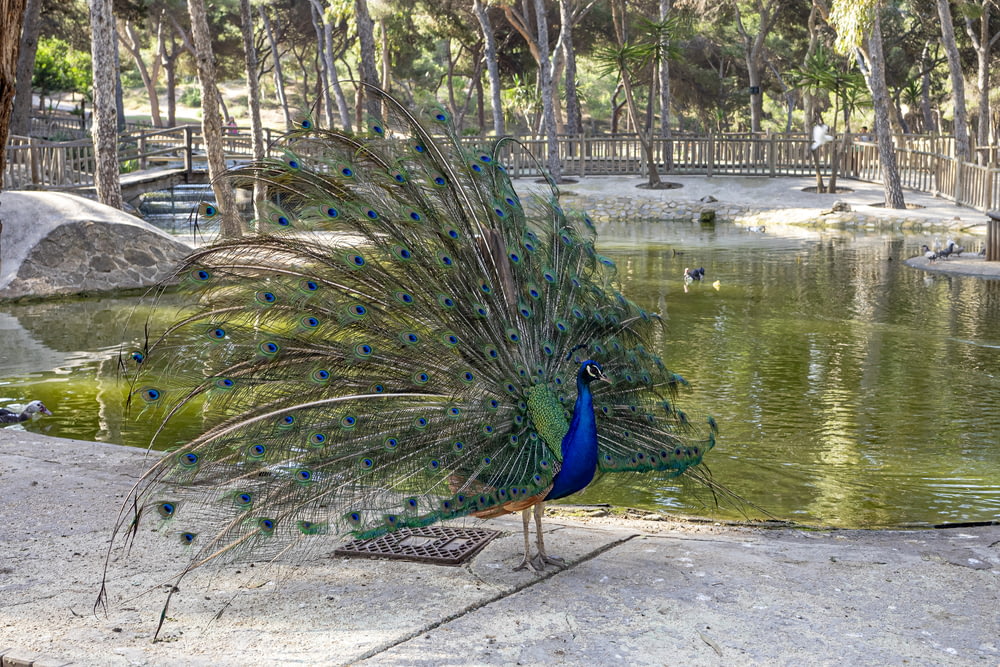 a peacock standing on a sidewalk
