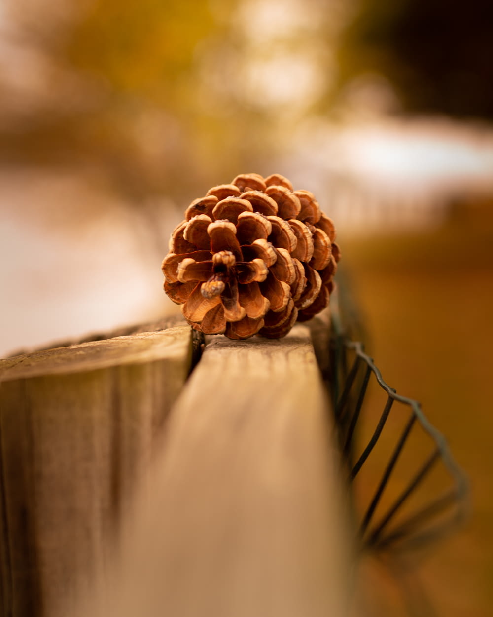 a pine cone on a fence