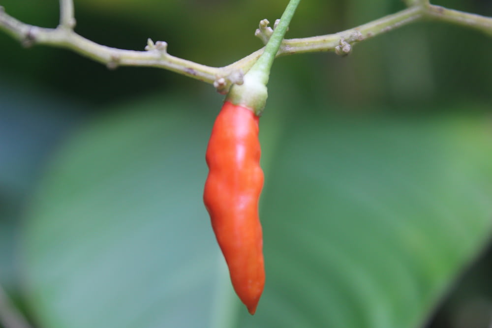 a red pepper on a branch