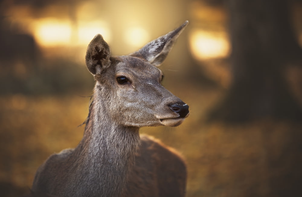 a deer looking at the camera