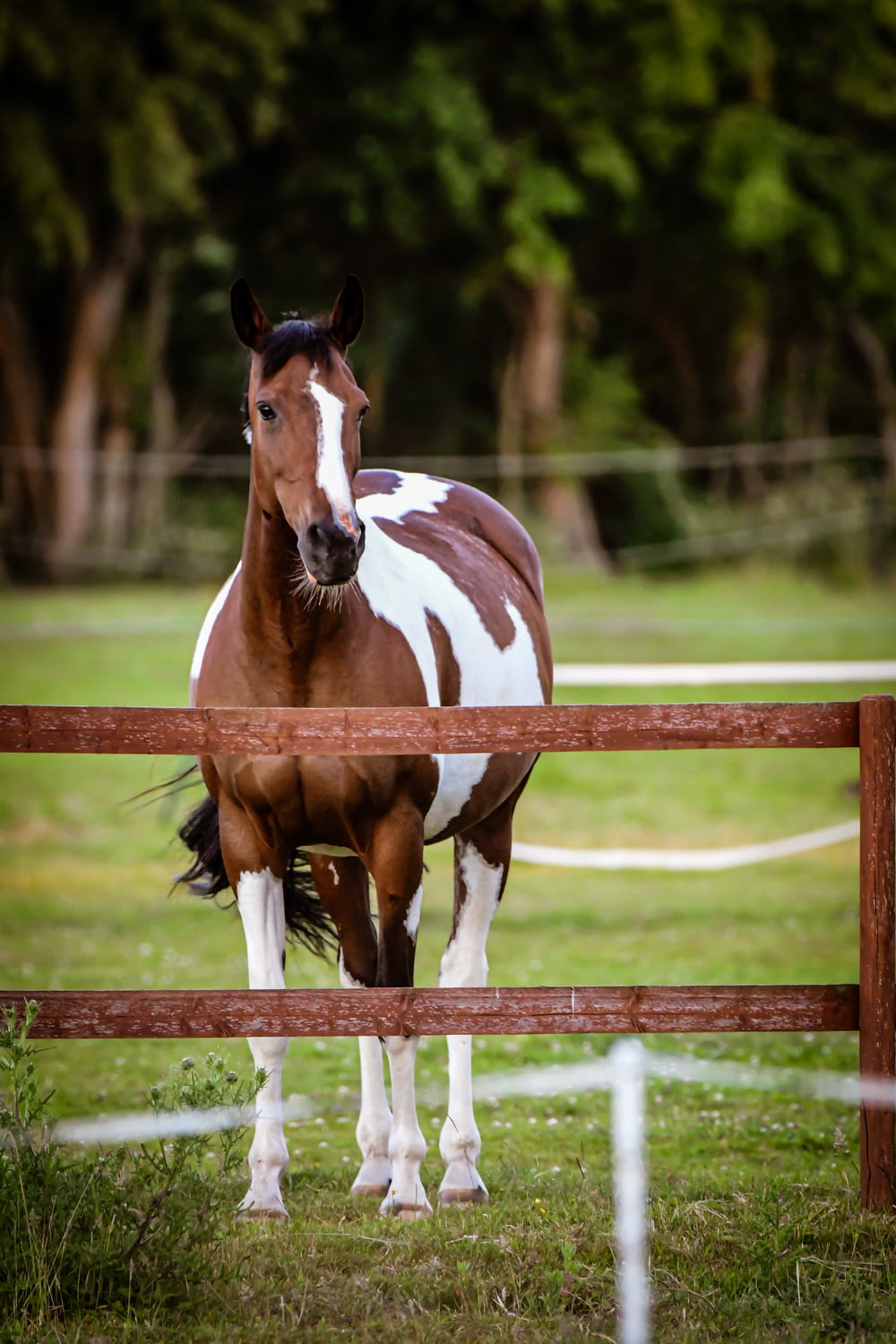 a horse standing in a fenced in area