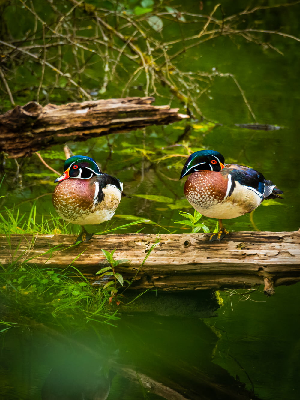 Deux canards sur une bûche