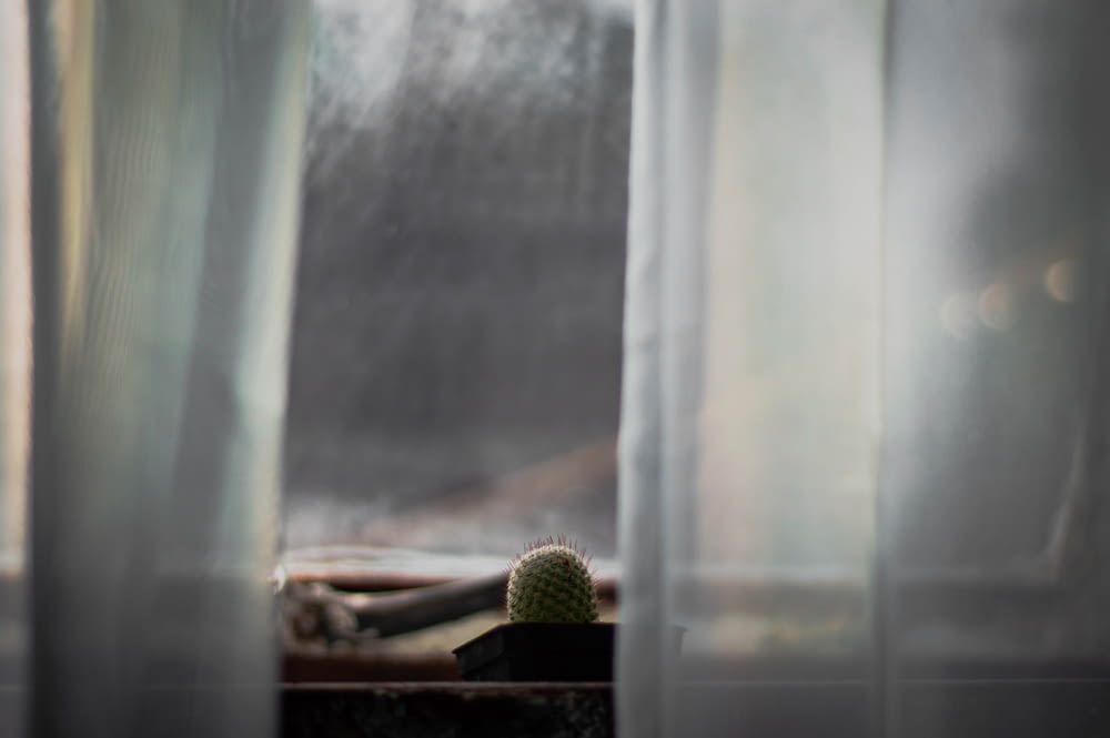 a cactus in a window
