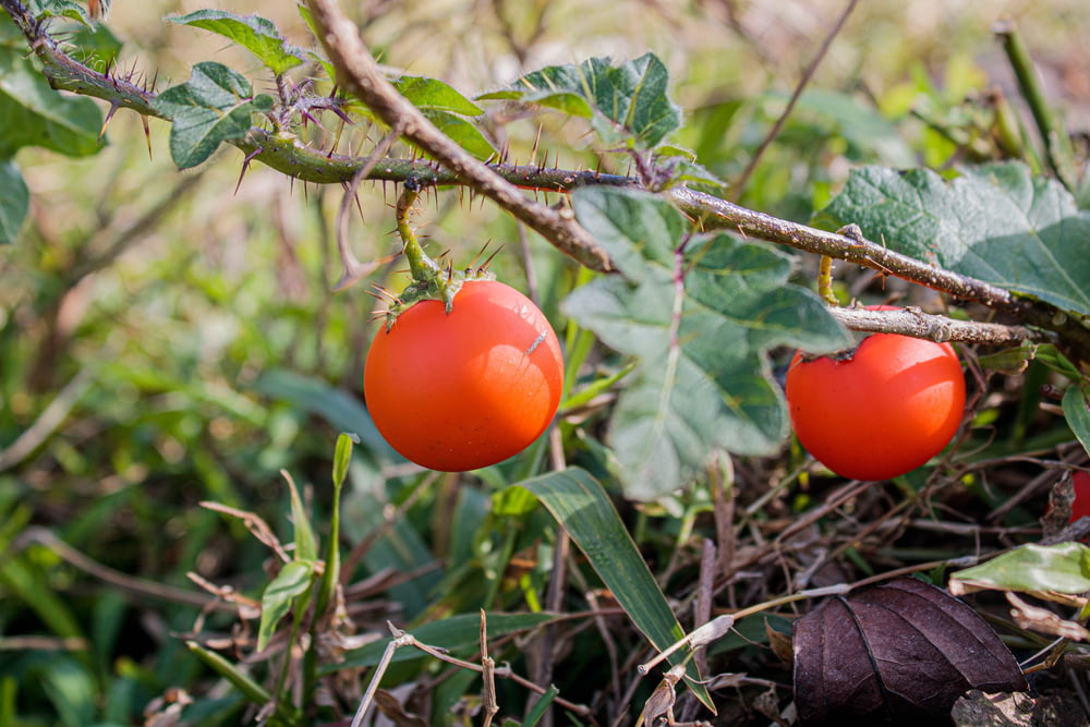 a couple of tomatoes growing on a tree