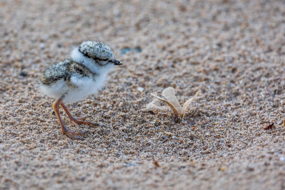a bird standing on the ground next to a crab
