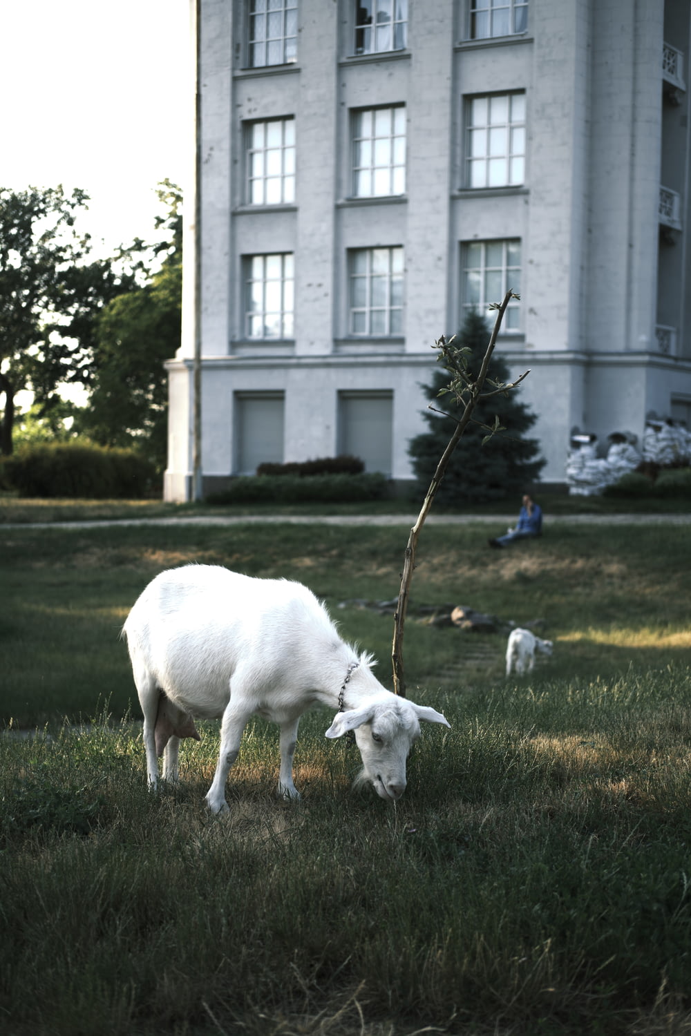 a white goat in a grassy field