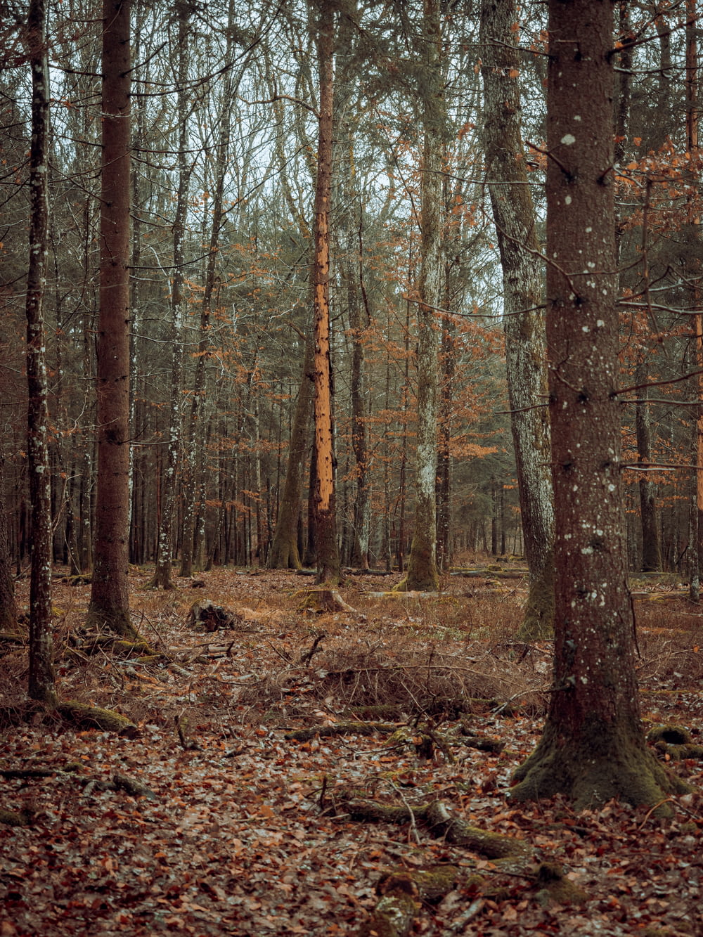 a forest with fallen leaves