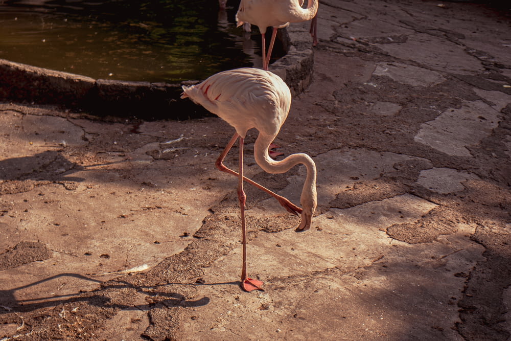 a couple of flamingos walking on a wet road