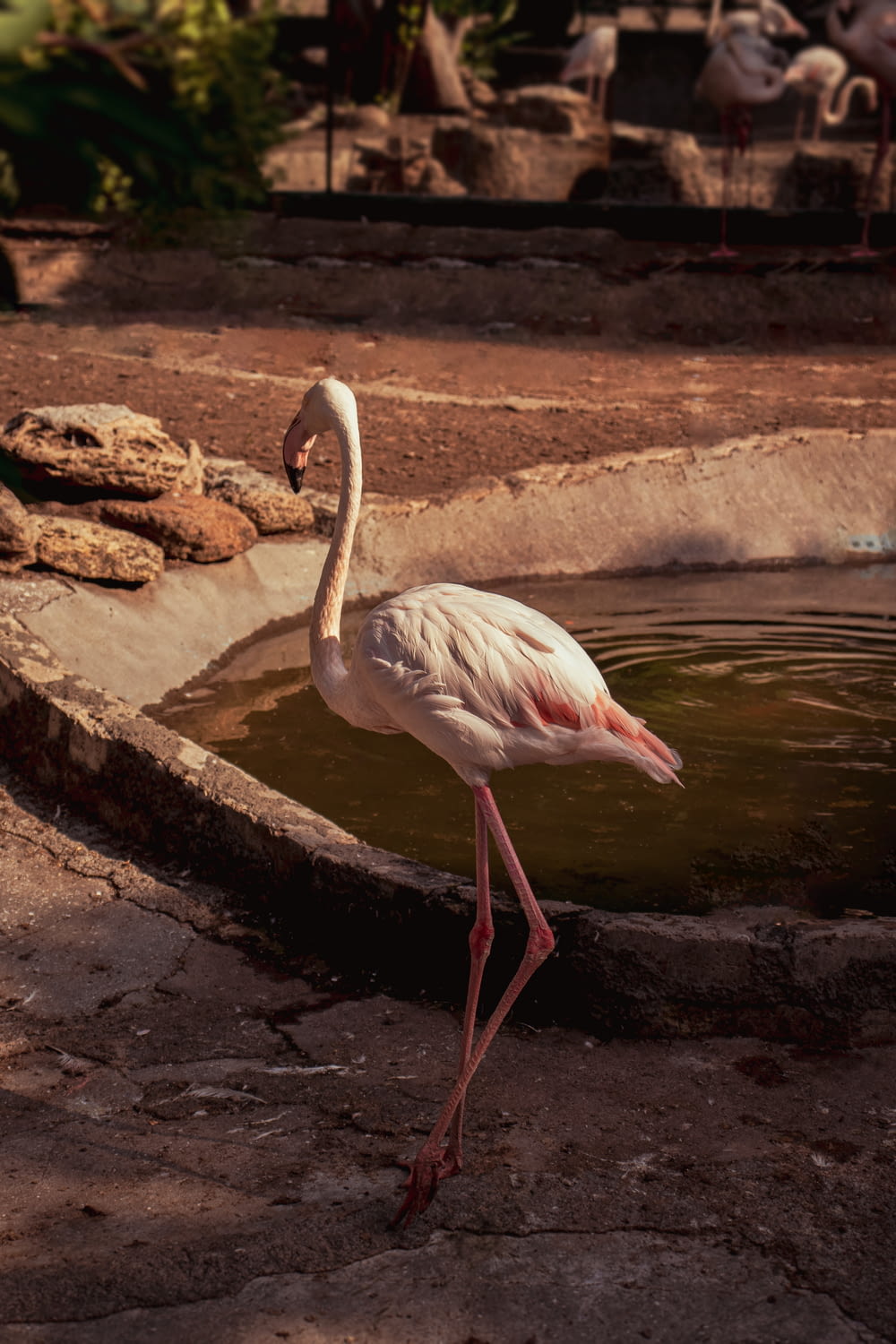 a flamingo standing in front of a pond